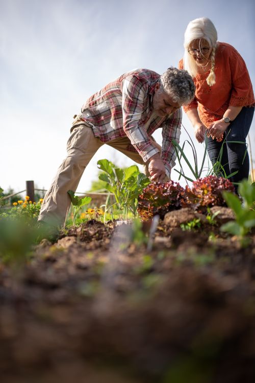 Free Senior couple joyfully harvesting fresh lettuce in their vibrant vegetable garden. Stock Photo
