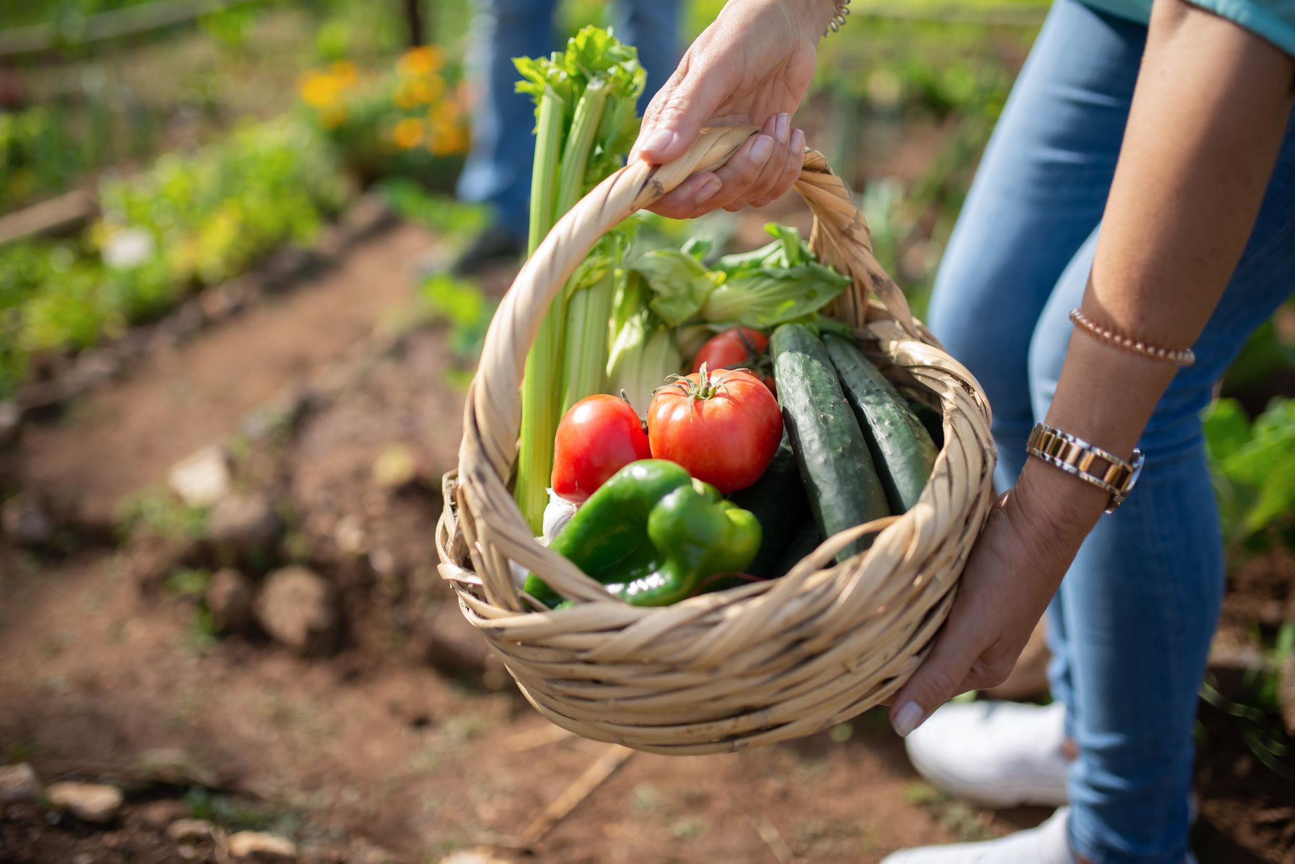 Der Schrebergarten