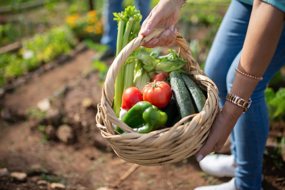 Free A Person Holding a Basket of Vegetables Stock Photo