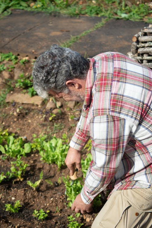 A Mature Person Holding a Green Leafy Vegetable on the Ground