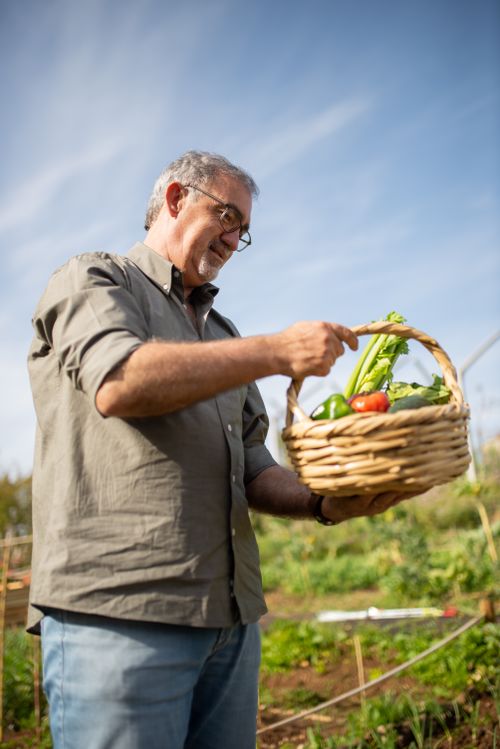 Free Senior man picking fresh vegetables in a garden in Portugal, holding a basket full of produce. Stock Photo