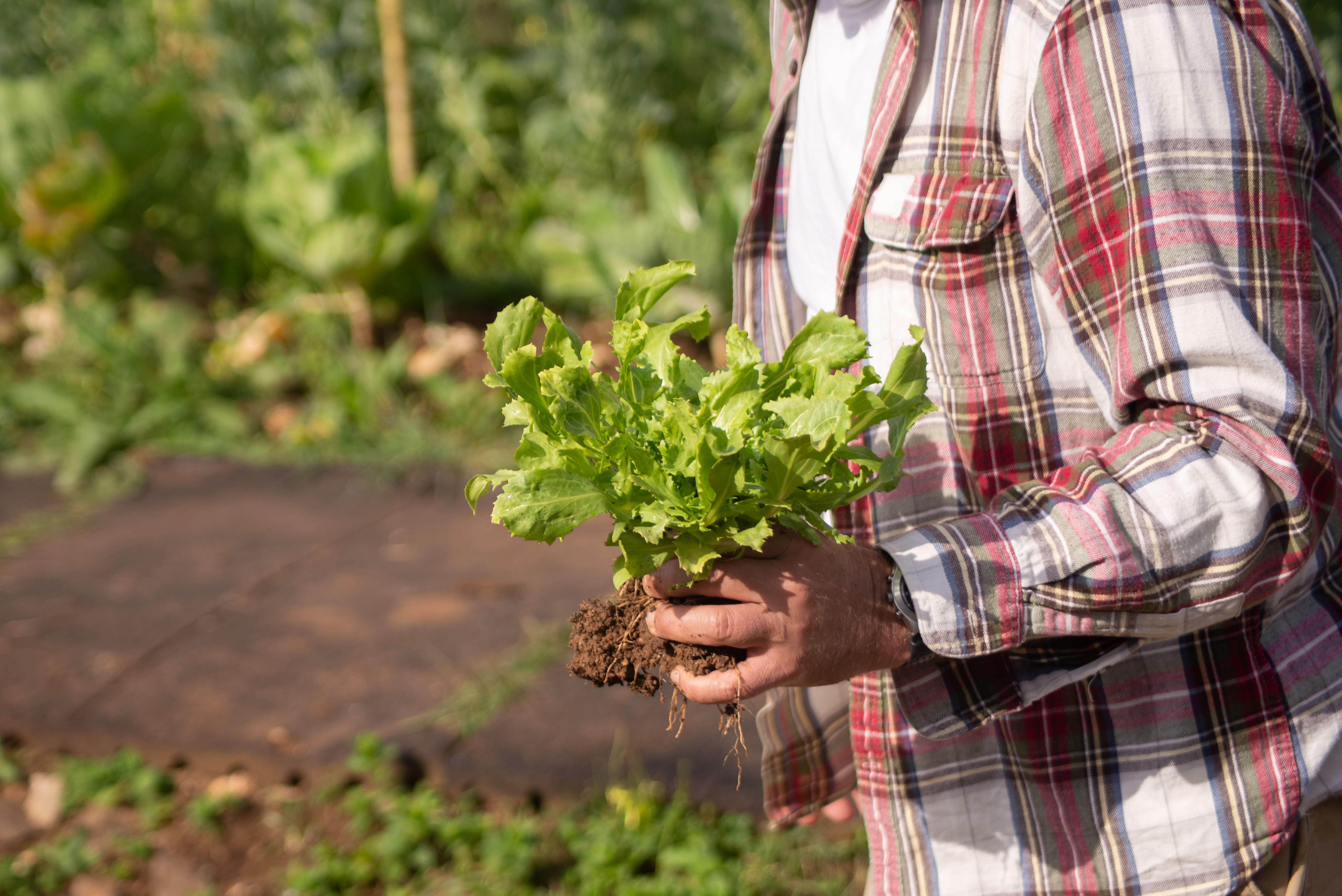 Close-up of a farmer's hands holding soil, with a guitar in the background