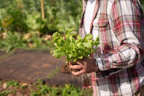 Free Close-up of a person harvesting fresh lettuce in a sunny Portuguese garden, showcasing natural produce. Stock Photo