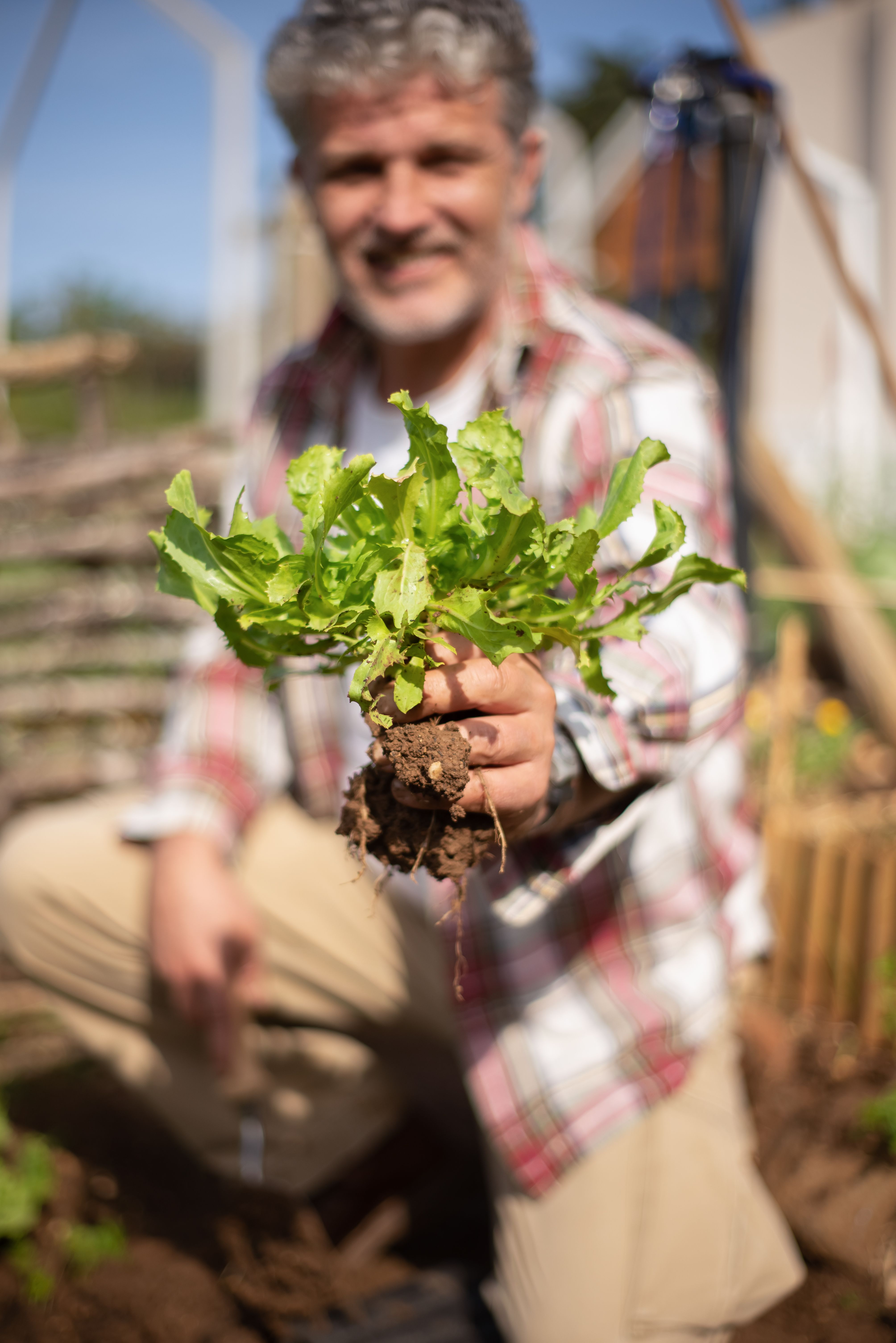 healthy_deep_rooted_plant_uk_garden