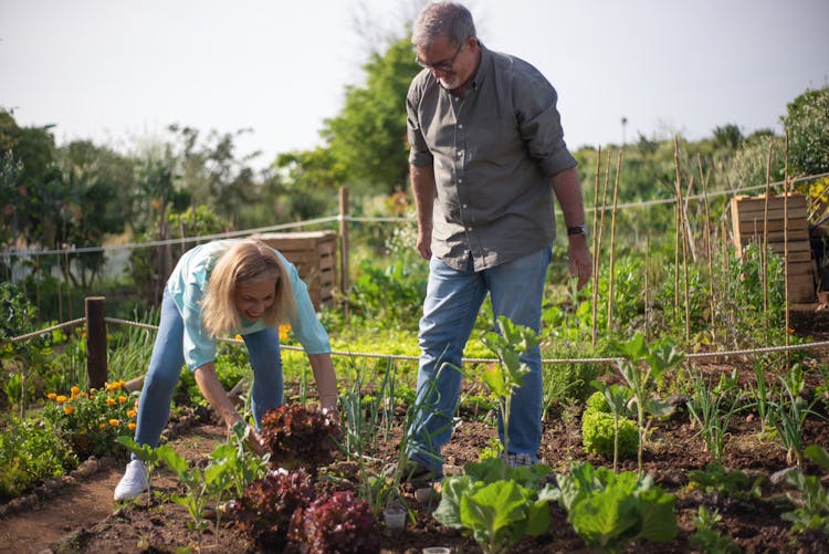 Smiling Woman Harvesting Lettuce