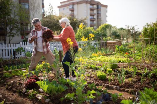 Free Elderly couple enjoying gardening together in a vibrant urban vegetable garden. Stock Photo