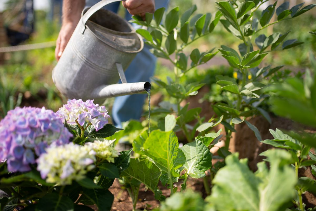 Arroser son potager en été : les règles - Comment arroser correctement sans gaspiller d’eau ?