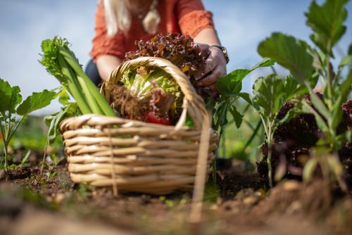 Free A person harvesting fresh vegetables like lettuce and celery in a lush garden basket. Stock Photo