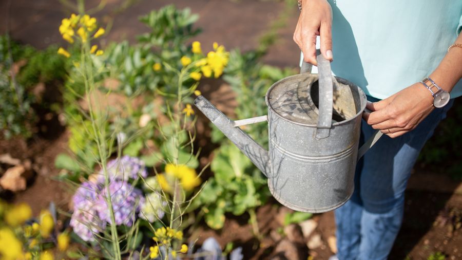 How to Create a Butterfly Garden