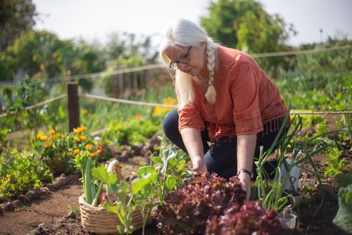 Free Senior woman tending to vegetable garden in Portugal, showcasing autumn harvest. Stock Photo