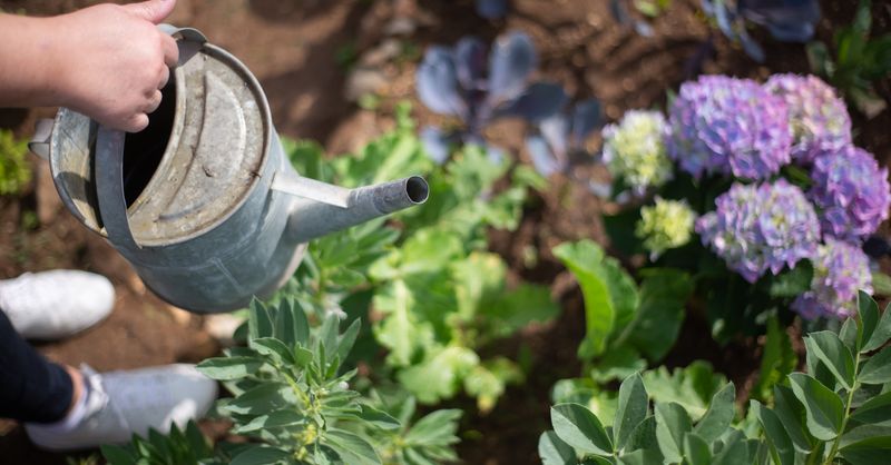 Jardin malin : Astuces santé et thérapie verte