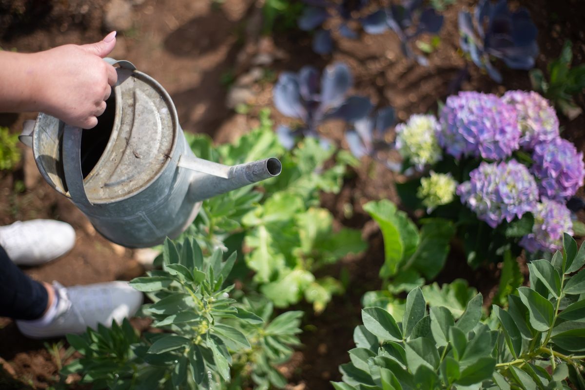 Plantes de plein soleil sans arrosage : le guide d'entretien - Entretenir les plantes de plein soleil avec un minimum d’eau