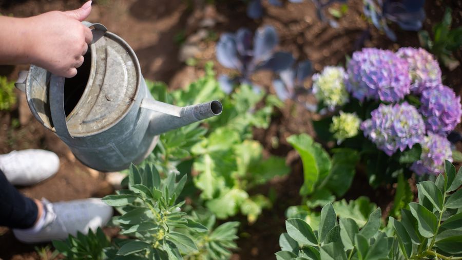 Keeping a Flower Garden Healthy All Season, Not Just at Planting Time