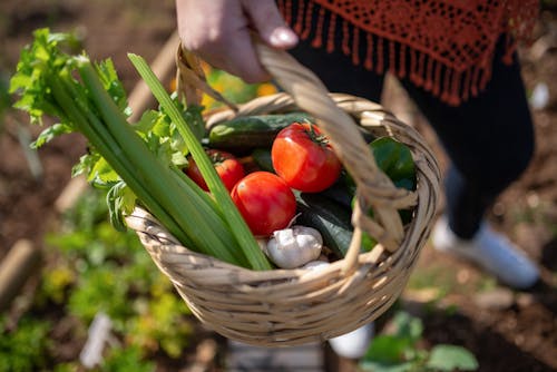 Free Vegetables in the Basket Stock Photo