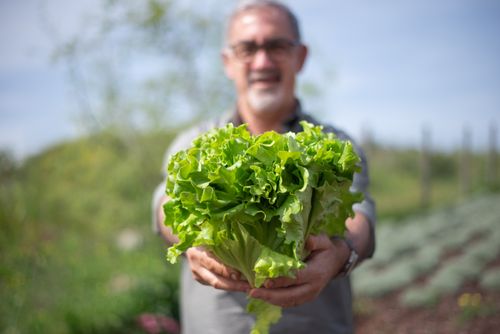 Free A man holding fresh, green lettuce in an outdoor garden during daytime. Vibrant, healthy produce. Stock Photo