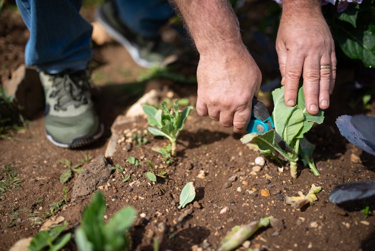 Man Cutting A Leaf With A Pruning Shears