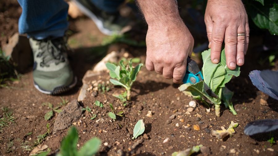 Picking Gardening Gloves That Fit the Actual Work