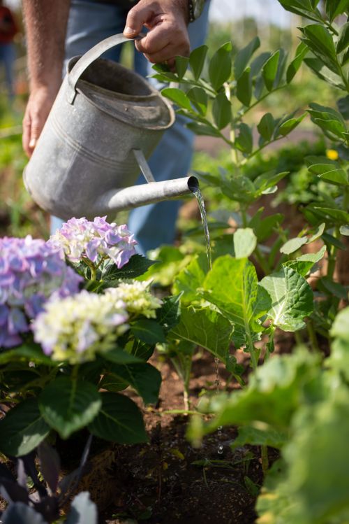 Free A gardener waters vibrant hydrangeas in a lush outdoor garden setting. Stock Photo