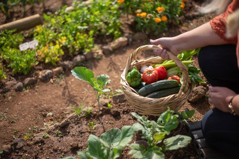 Gardener assessing and maintaining a terrace garden space