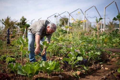 Person Checking His Vegetable Plants