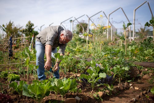 Immagine gratuita di cesoie, foglie, giardinaggio