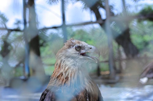 Fotos de stock gratuitas de águila dorada, águila en el zoológico, águila enjaulada