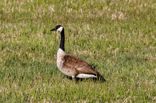A Canada Goose on the Grass 