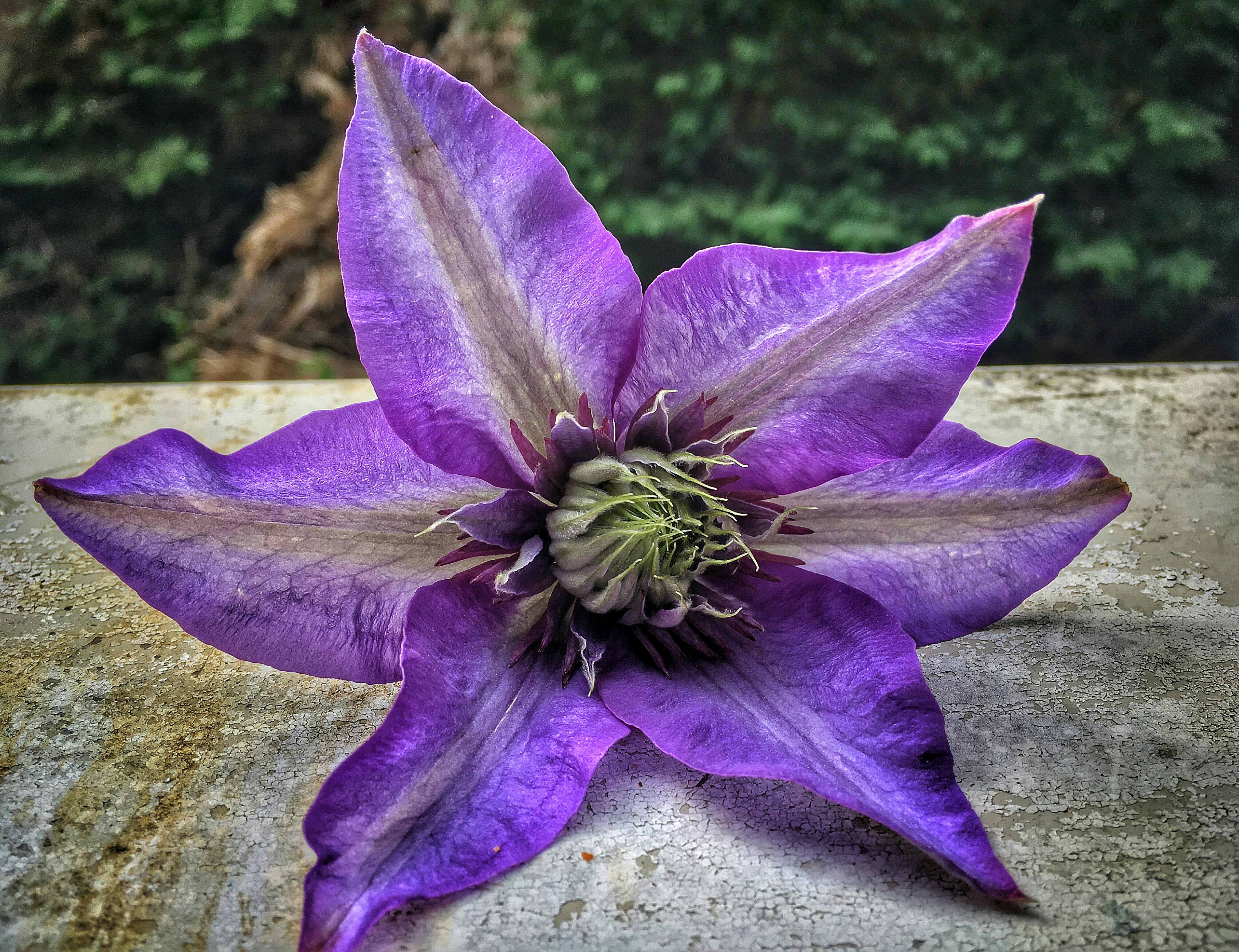 Shirodhara – Ayurvedic therapy