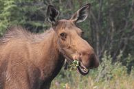 A detailed shot of a moose chewing plants in a forest setting, showcasing nature's beauty.