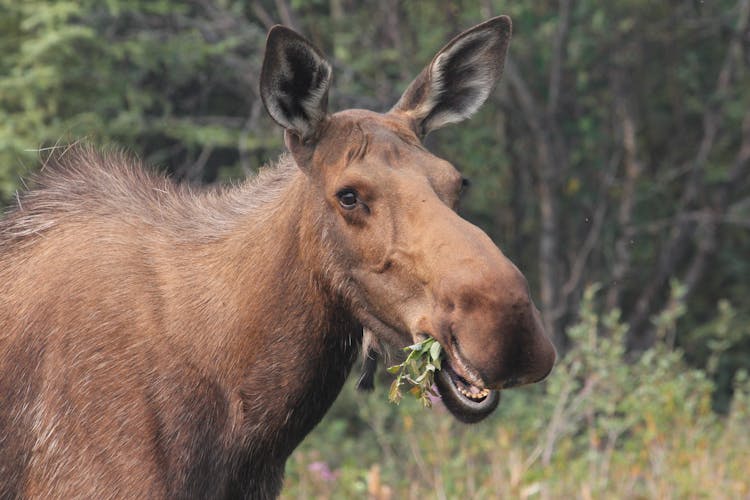 Close Up Of Moose Head