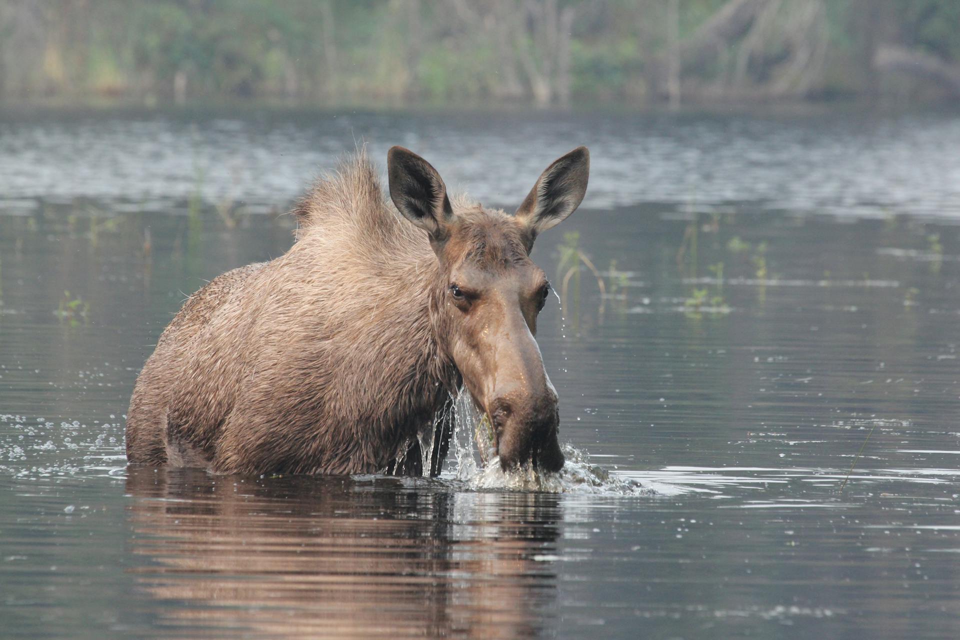 A moose wades in a tranquil Canadian lake, showcasing wildlife in its natural habitat.