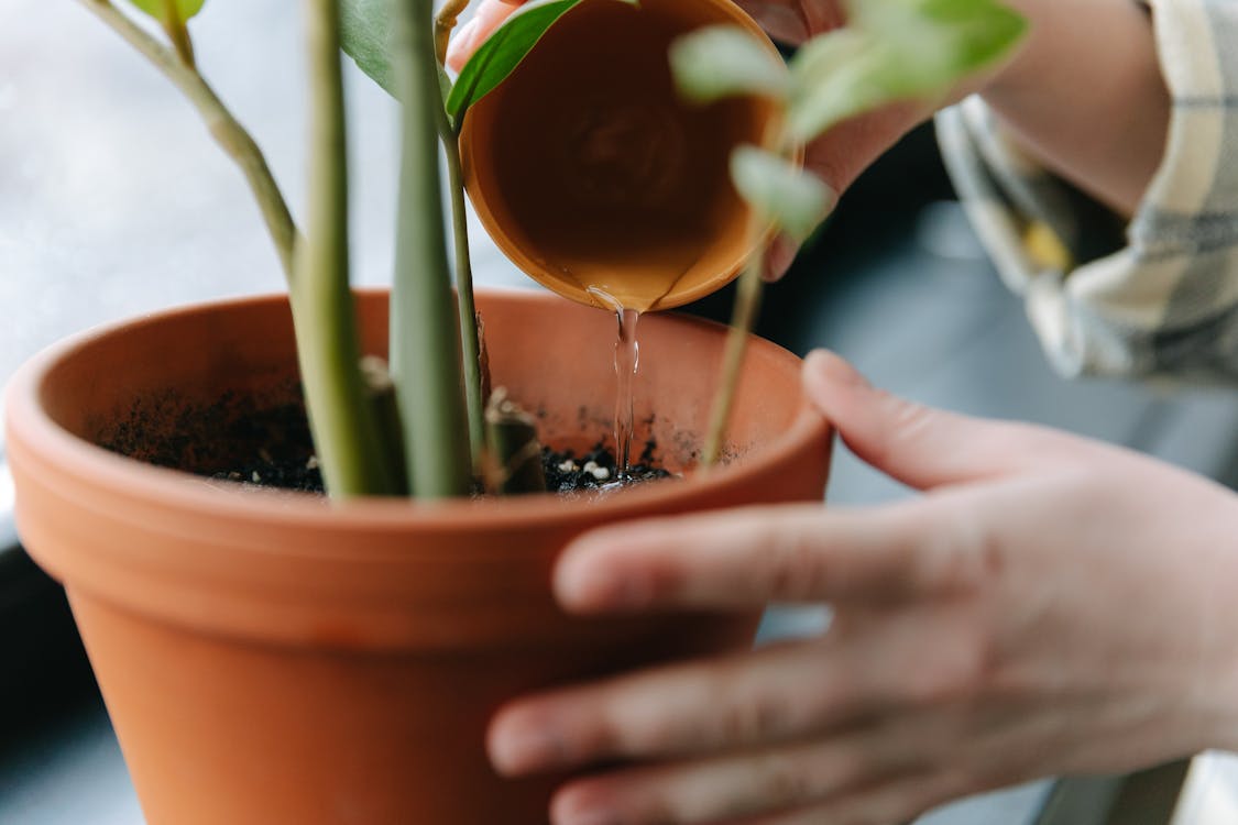 Foto de archivo gratuita de una persona regando una planta