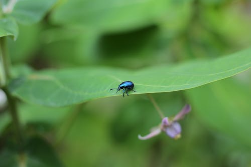 Free stock photo of beatle, beautiful nature, blue flies