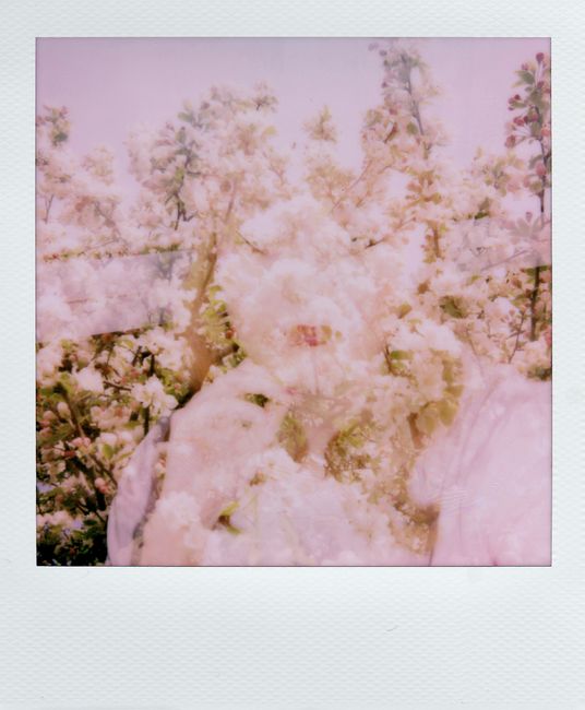 Artistic double exposure of a woman with blossoming flowers creating a dreamy effect.