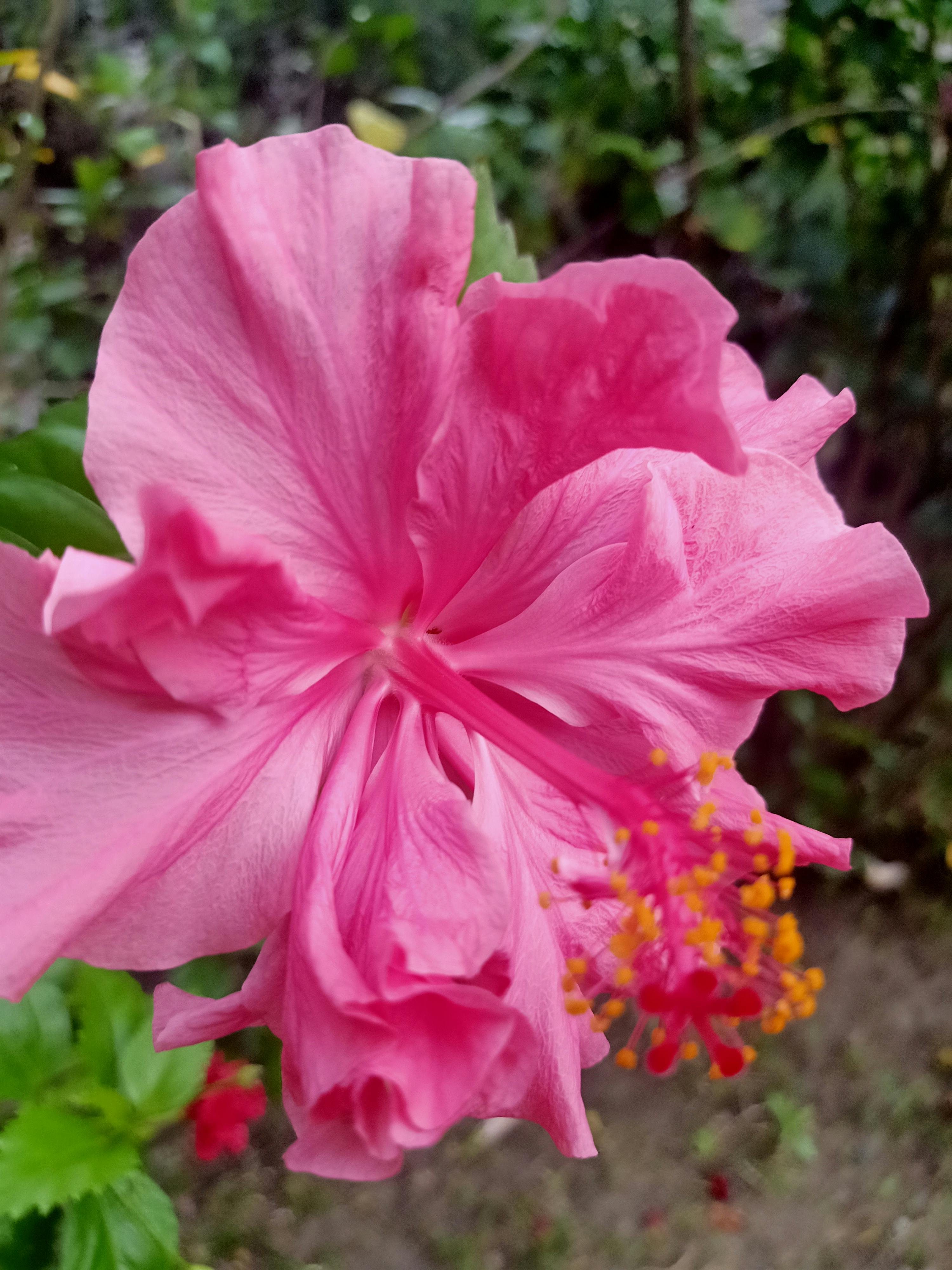 Illustration of human circulatory and organ systems on a digital tablet