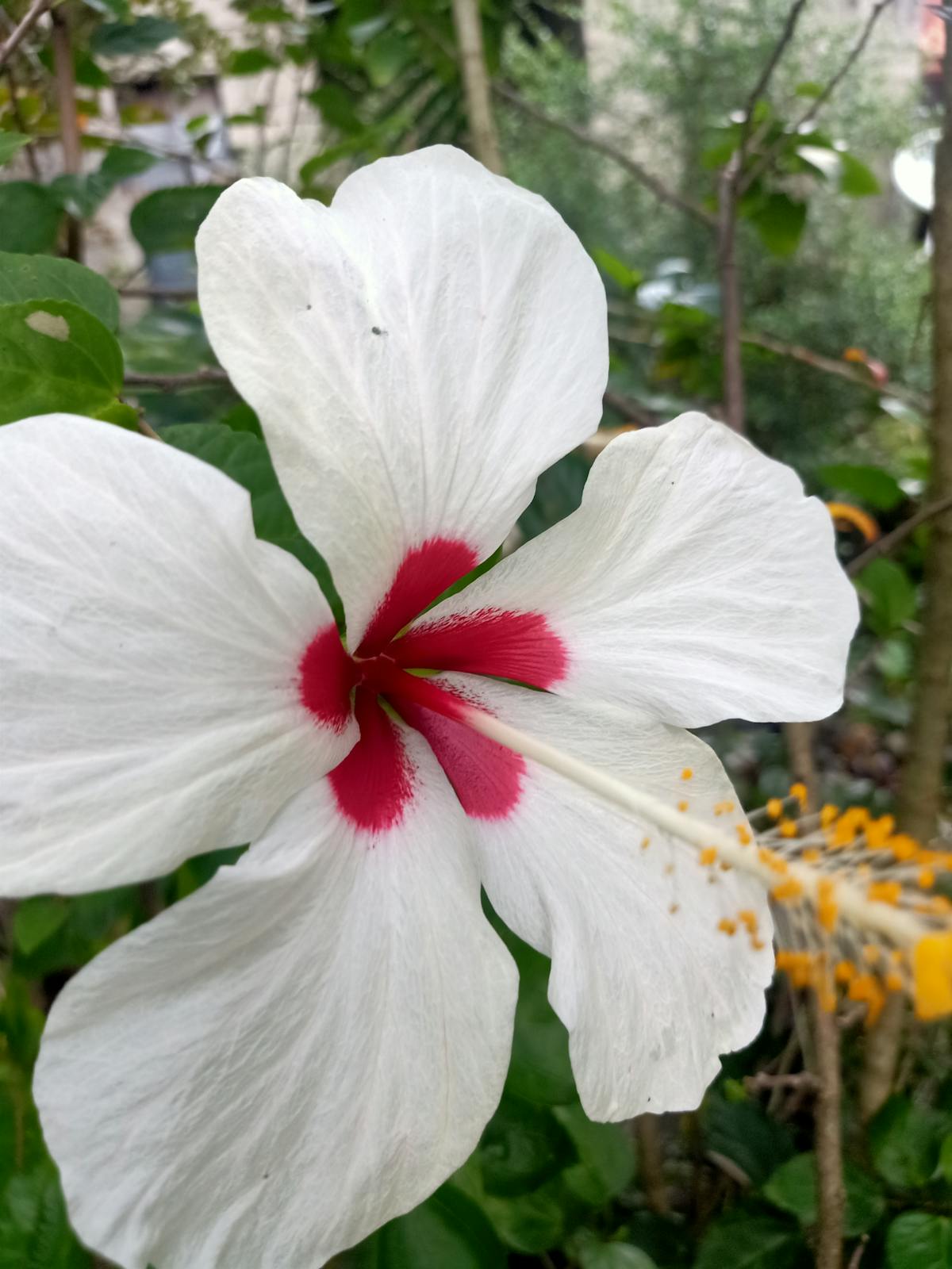 Person researching medical information on a laptop with notes