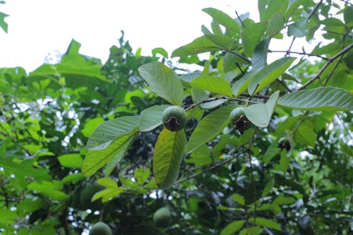 Immagine gratuita di bellezza naturale, frutta verde, guaiava