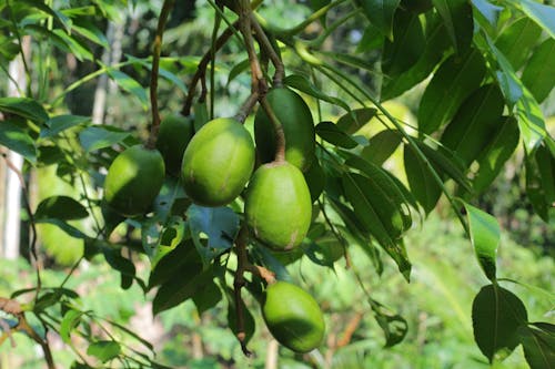 Free stock photo of bangladeshi fruit, fresh fruits, fruits