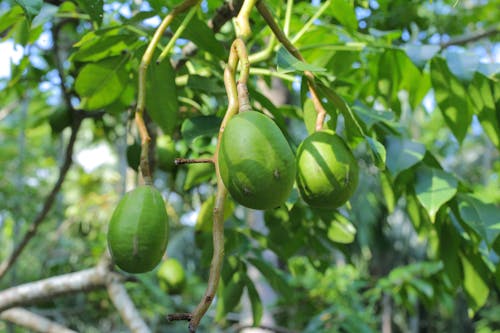 Free stock photo of bangladeshi fruit, fresh fruits, fruits