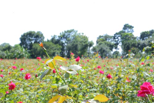 Free stock photo of flower garden, garden, red roses