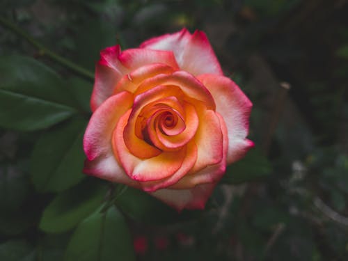 ピンクのバラ, フローラ, フローラルの無料の写真素材