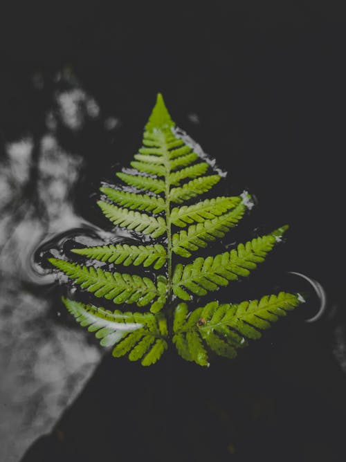 Green Fern Leaf Floating on Water