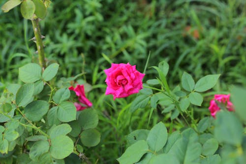 Free stock photo of garden roses, pink rose, pink rose and green