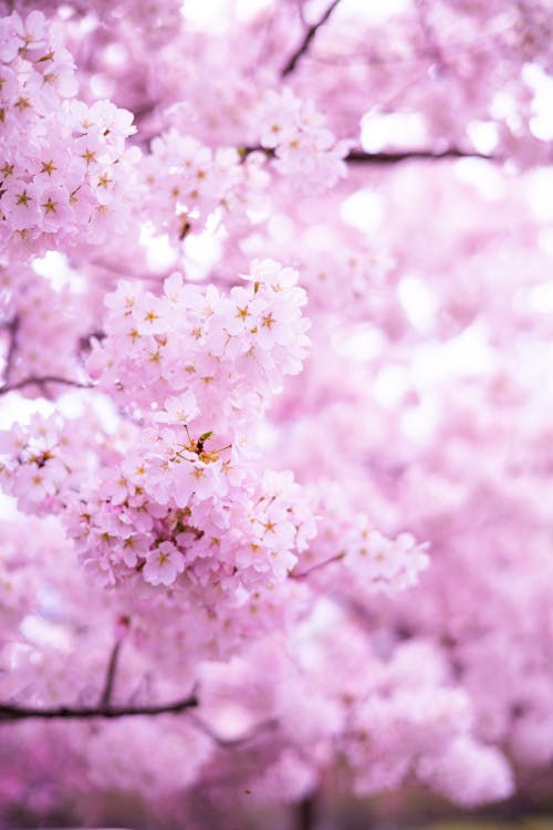Beautiful Blooms of Cherry Blossoms