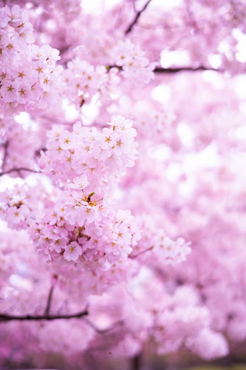 Δωρεάν στοκ φωτογραφιών με sakura, άνθη κερασιάς, ανθίζει