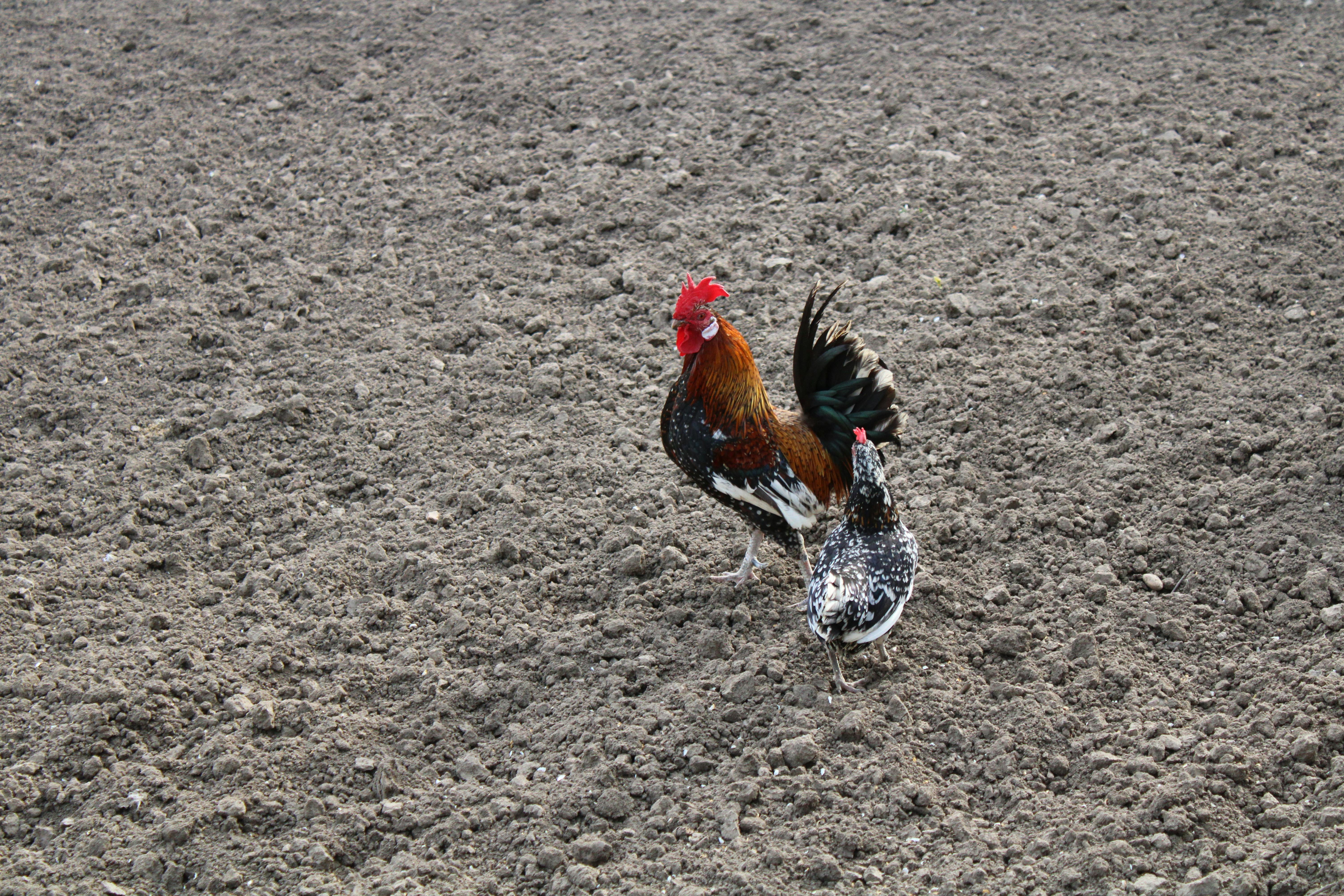 Person browsing social media videos on a smartphone, illustrating rapid content spread