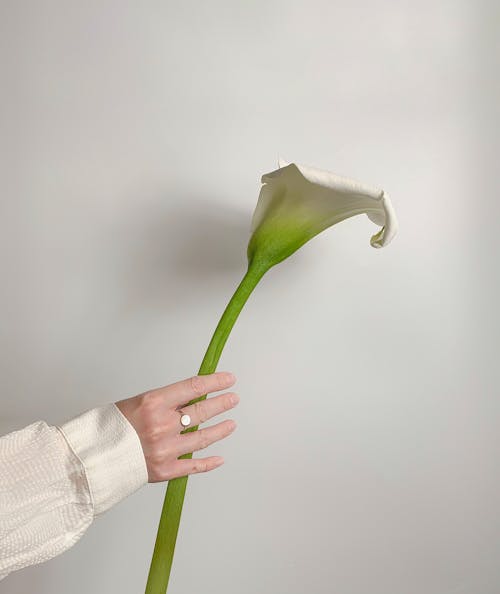 Person Holding White Arum Lily 