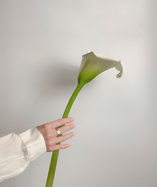 A delicate arum lily elegantly held, showcasing minimalistic beauty and elegance on a white background.