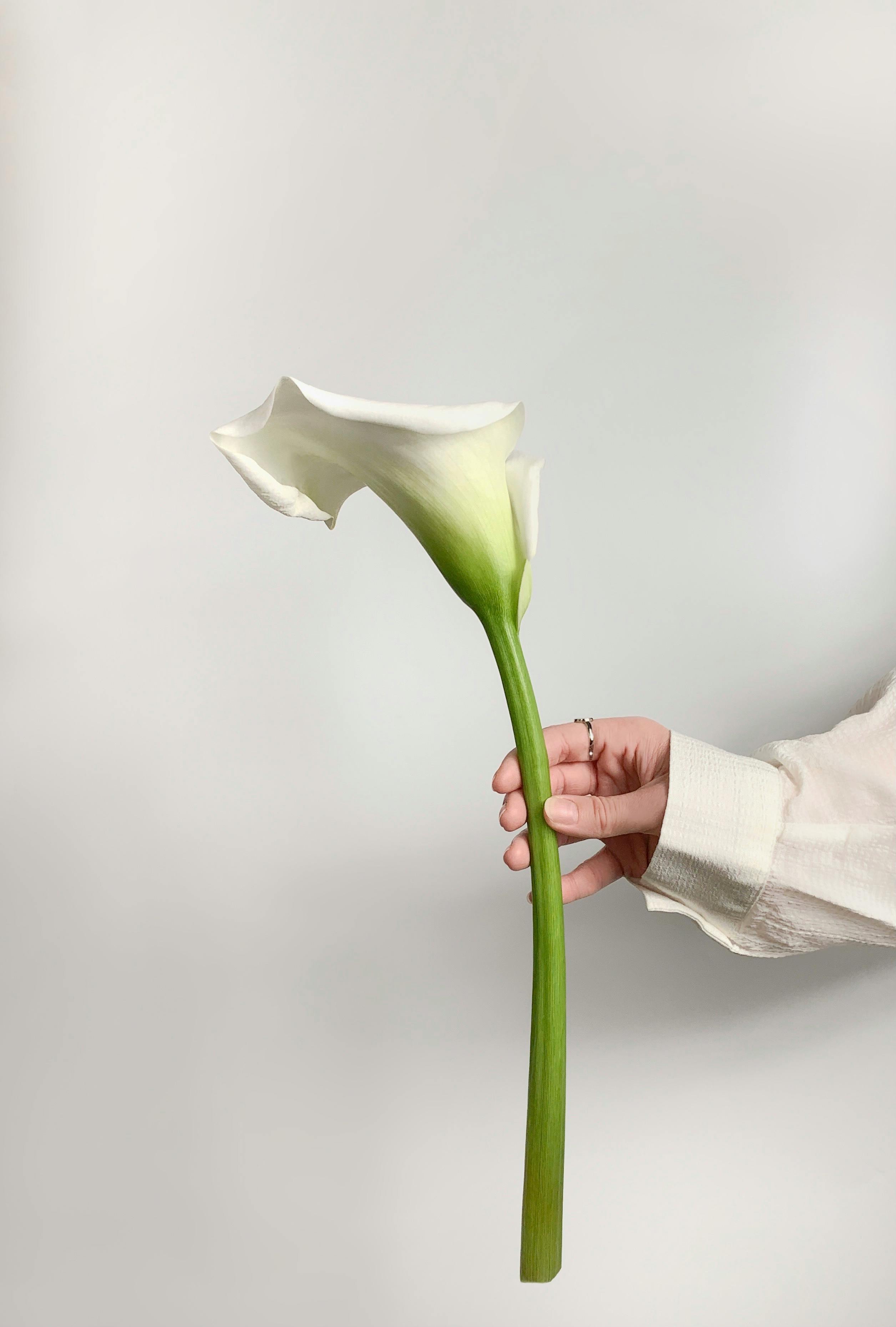 20800 Calla Lily Stock Photos Pictures  RoyaltyFree Images  iStock  Calla  lily vector Calla lily icon Calla lily white background