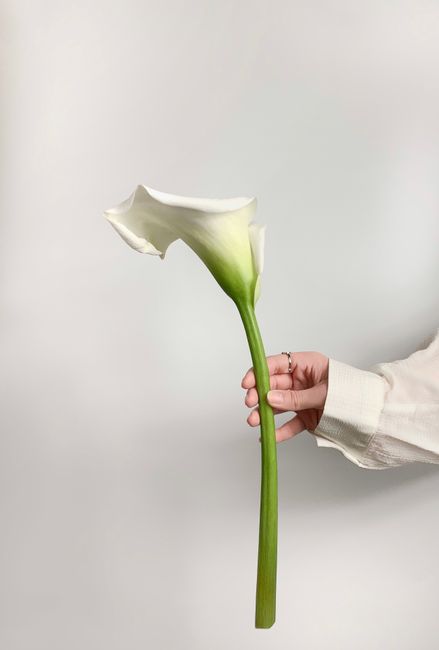 Close-up of a delicate white calla lily gently held against a neutral background, highlighting its elegance.